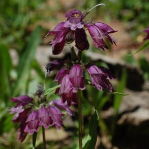 Penstemon whippleanus