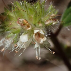 Phacelia heterophylla