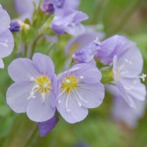 Polemonium pulcherrimum