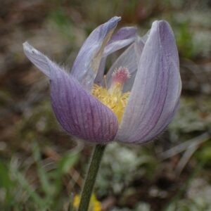 Pulsatilla patens