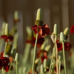 Ratibida columnifera pulchra