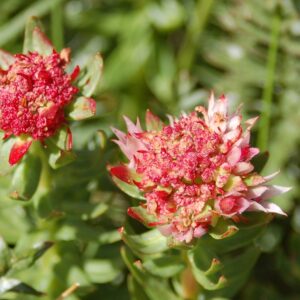 Rhodiola rhodantha