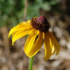 Rudbeckia hirta