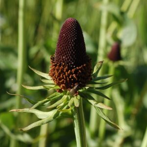 Rudbeckia occidentalis