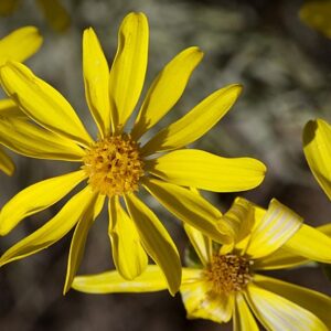 Senecio flaccidus