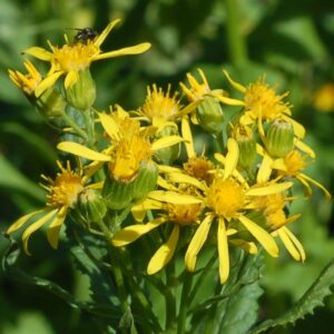 Senecio triangularis