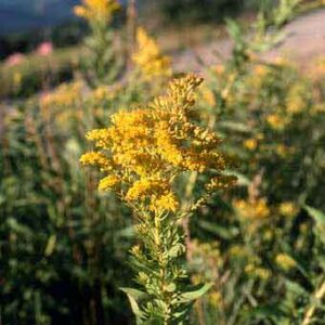 Solidago canadensis