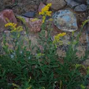 Solidago velutina