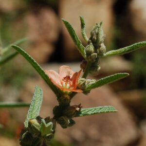 Sphaeralcea angustifolia