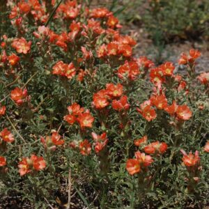 Sphaeralcea coccinea