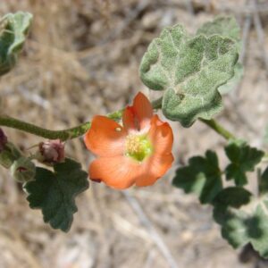 Sphaeralcea munroana