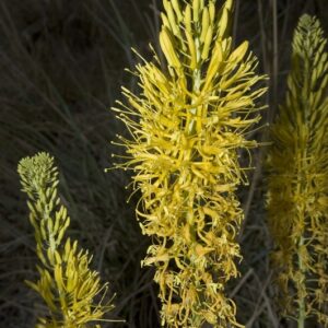 Stanleya pinnata