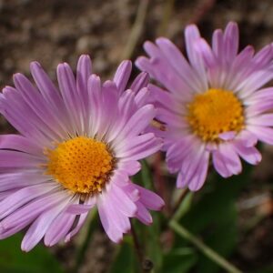 Symphyotrichum foliaceum