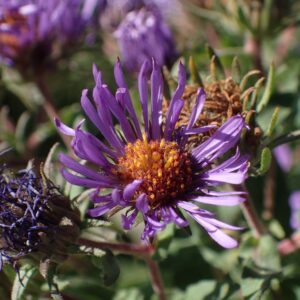 Symphyotrichum novae-angliae