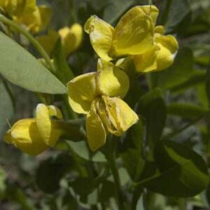 Thermopsis divaricarpa