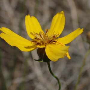 Thelesperma filifolium