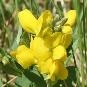 Thermopsis rhombifolia