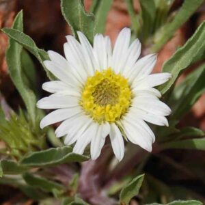 Townsendia grandiflora