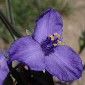 Tradescantia occidentalis