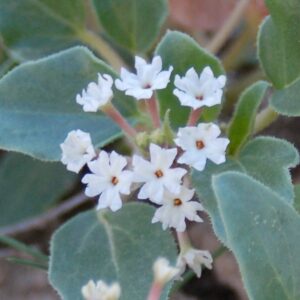 Tripterocalyx micranthus