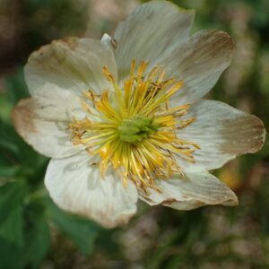 Trollius laxus ssp. albiflorus