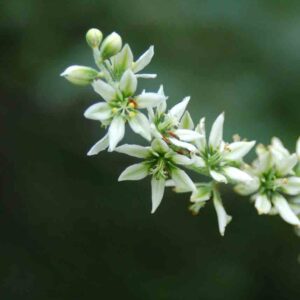 Veratrum tenuipetalum