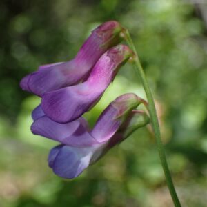 Vicia americana