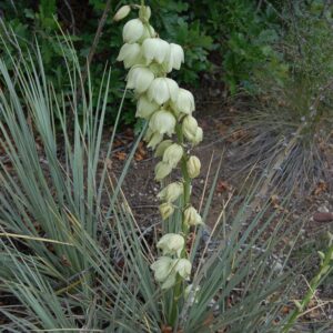 Yucca glauca