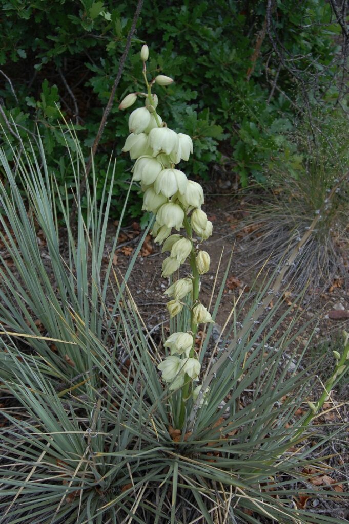 Native Yucca Yucca glauca – Western Native Seed