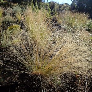 Pinon Juniper Grasses