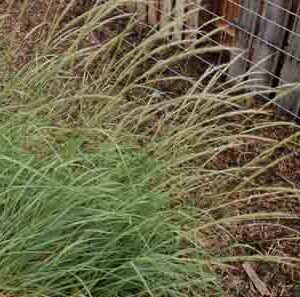 Achnatherum robustum