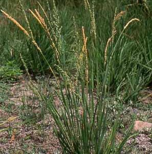 Beckmannia syzigachne