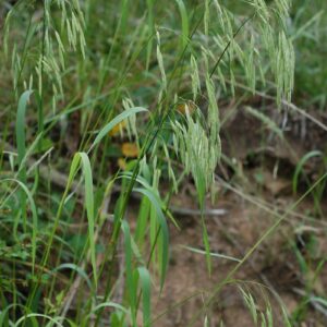 High Altitude Grasses