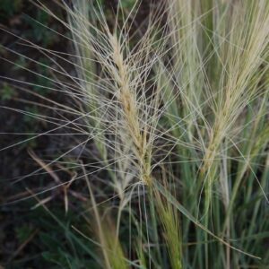 Elymus elymoides