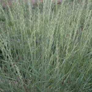 Elymus lanceolatus psammophilus