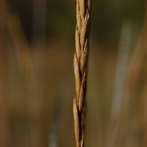 Elymus trachycaulus