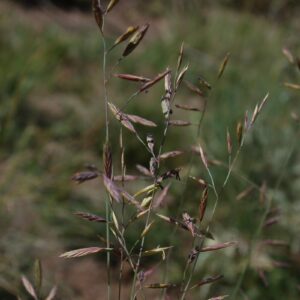Festuca saximontana