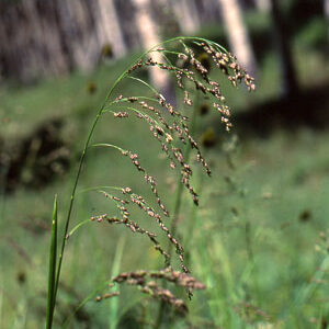 Glyceria striata