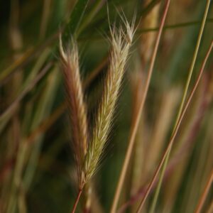 Hordeum brachyantherum