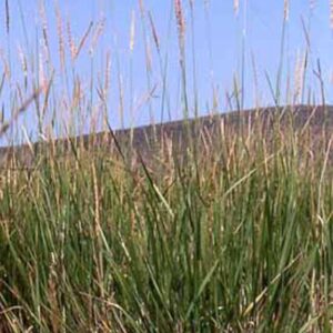 Leymus cinereus