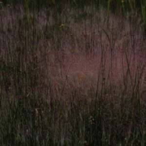 Muhlenbergia asperifolia