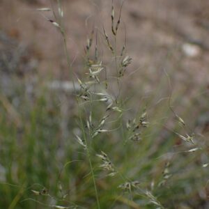 Muhlenbergia montana