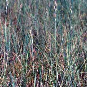 Montane Grasses