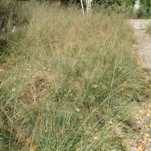 Sporobolus heterolepis