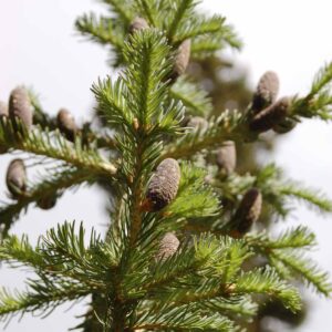 Abies lasiocarpa lasiocarpa