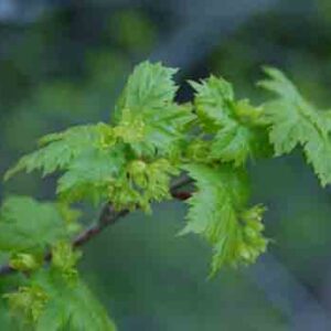 Acer glabrum