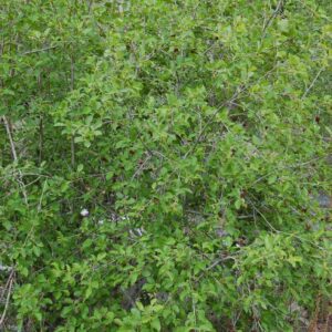 Alnus incana ssp. tenuifolia