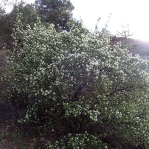 Amelanchier alnifolia
