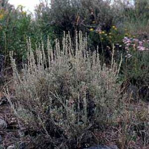 Artemisia tridentata v. vaseyana