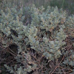 Atriplex confertifolia